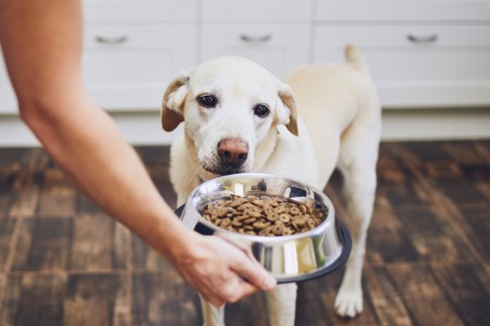 Cómo elegir la comida perfecta para tu perro