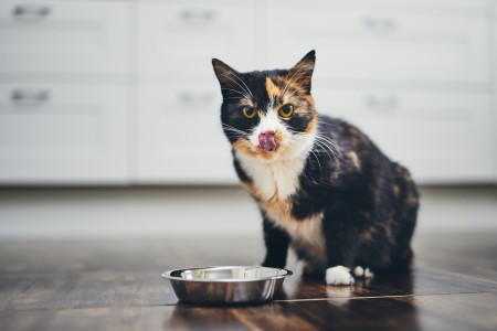 Cómo elegir la comida perfecta para tu gato