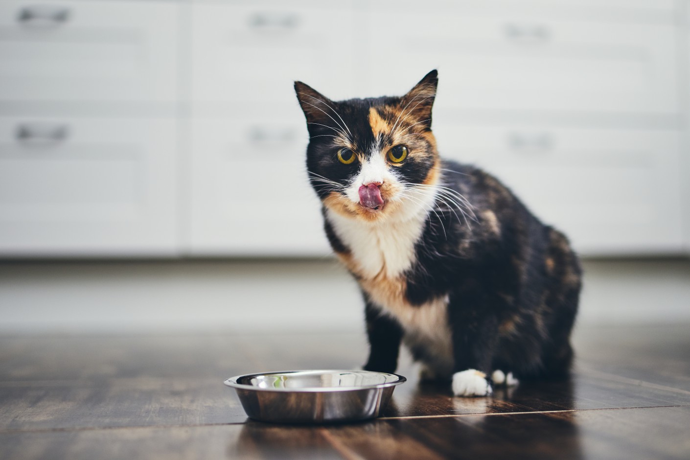 Cómo elegir la comida perfecta para tu gato